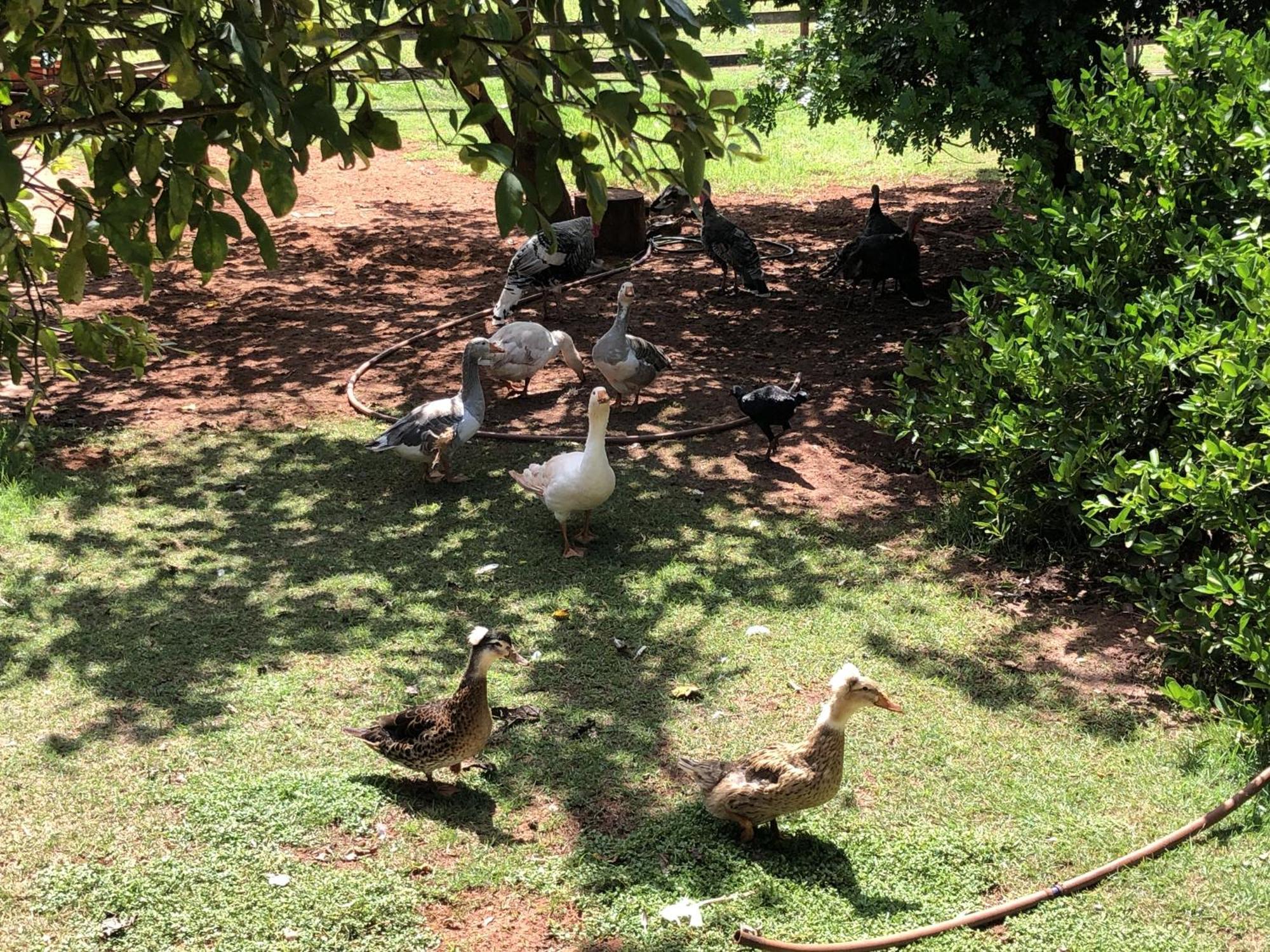 Hotel Fazenda Recanto Do Sossego Vila Glória Екстериор снимка